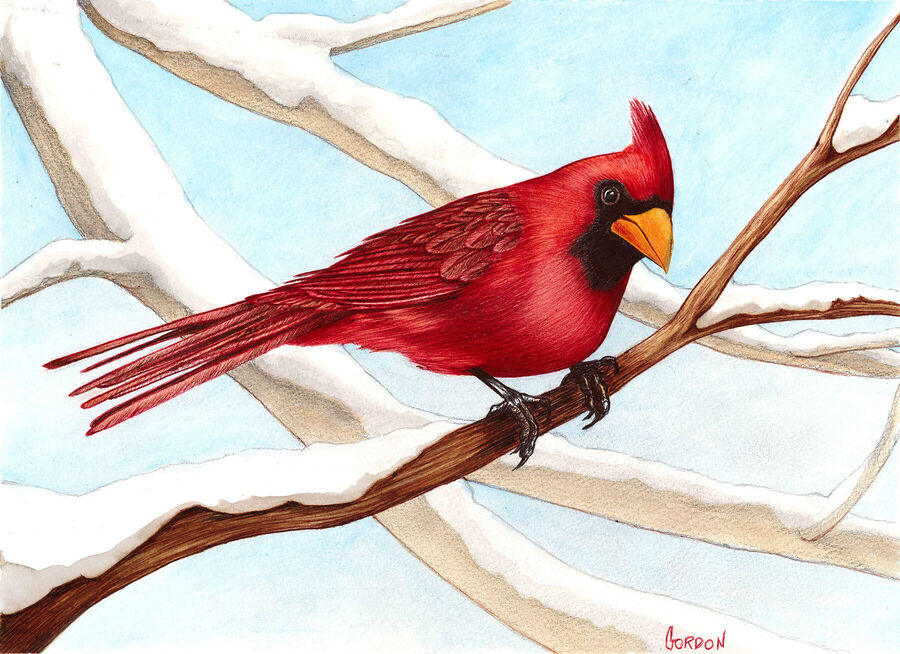 Outer Banks Artist Cardinal