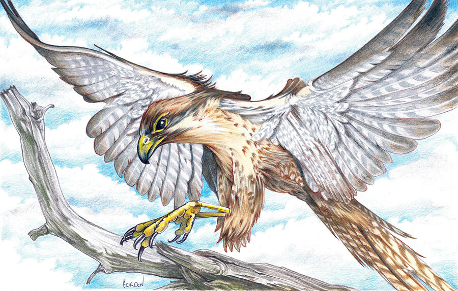 Outer Banks Artist Falcon