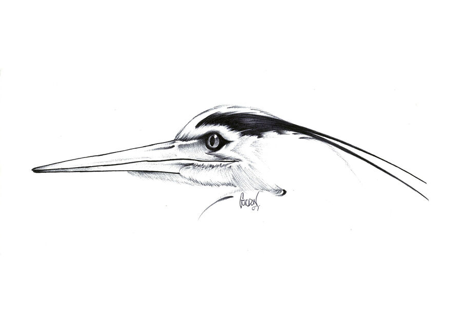 Outer Banks Artist Heron