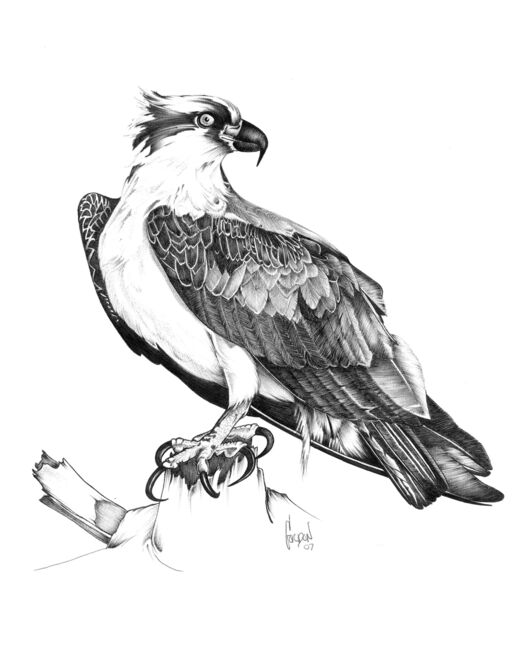 Outer Banks Artist Osprey