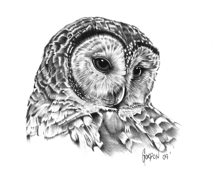 Outer Banks Artist Owl