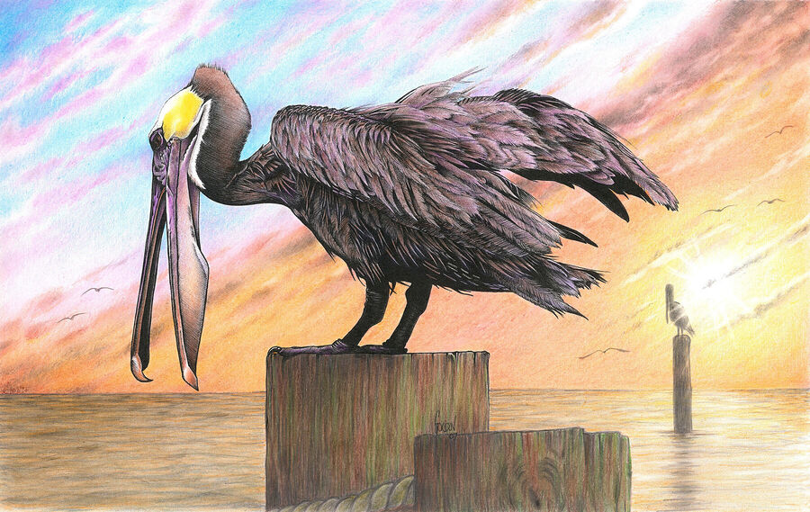 Outer Banks Artist Pelican