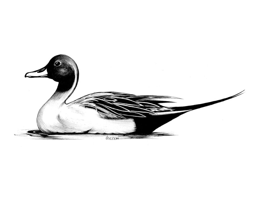 Outer Banks Artist Pintail