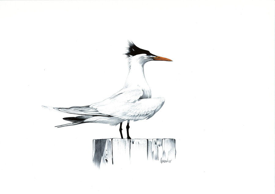 Outer Banks Artist Tern